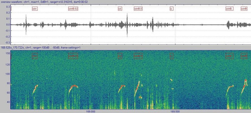 Der Automatic Mouse Ultrasound Detector (A-MUD) ist ein neues Werkzeug, das USV automatisch erkennen und aufzeichnen kann. Foto: Penn Lab/Vetmeduni