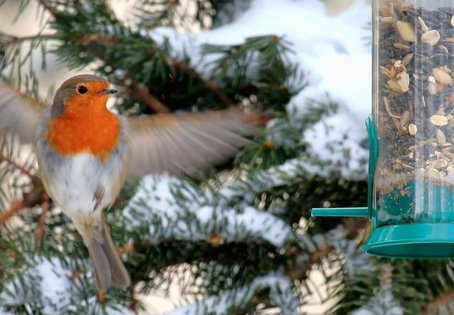 Rotkehlchen bei einem Futterspender