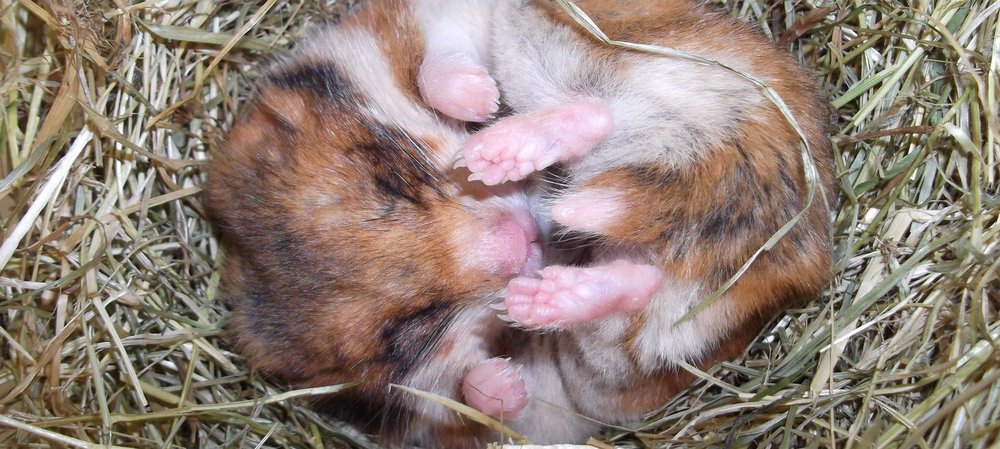 Hamster während des Torpors. Foto: Arjen Strijkstra/University of Groningen