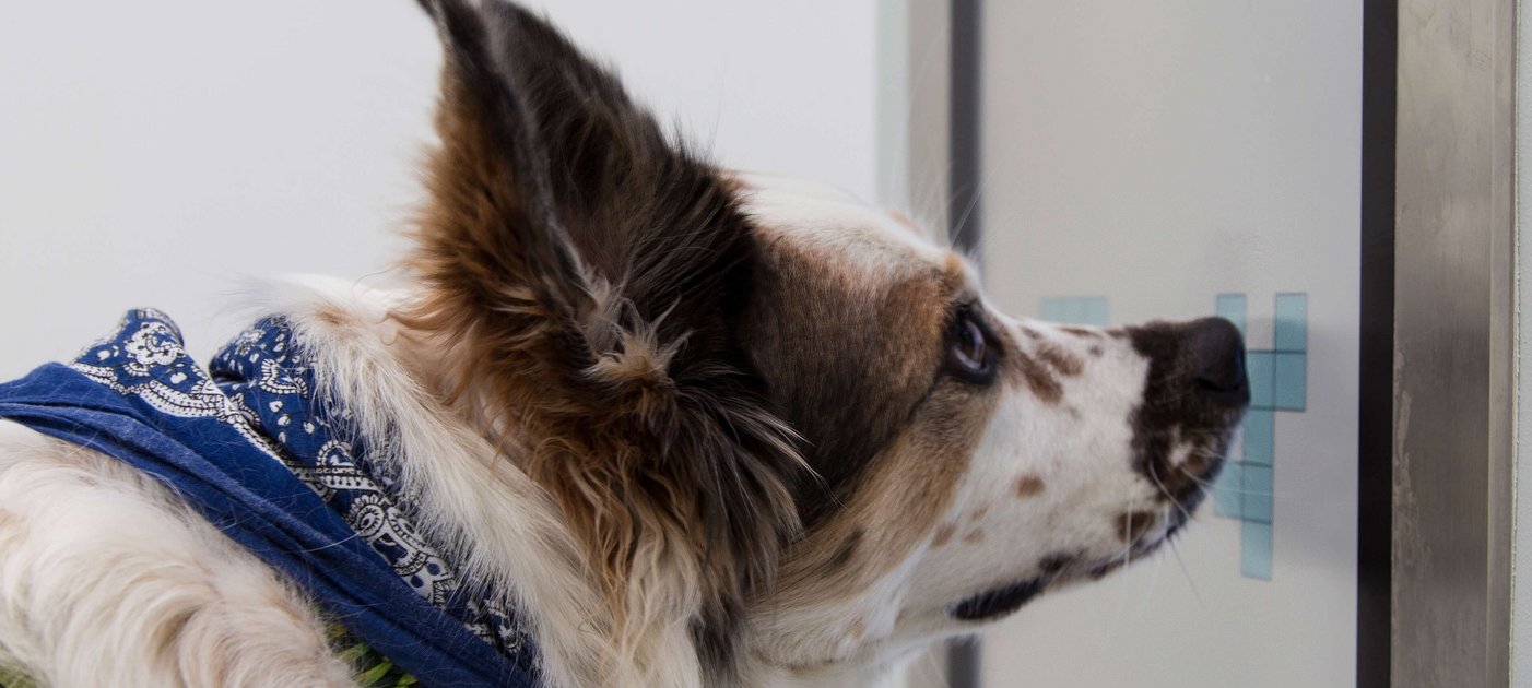 A dog touches a symbol on a touch-sensitive screen with its nose.