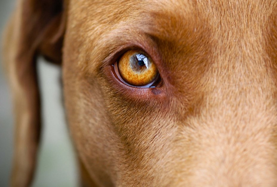 Nahaufnahme eines Hundeauges
