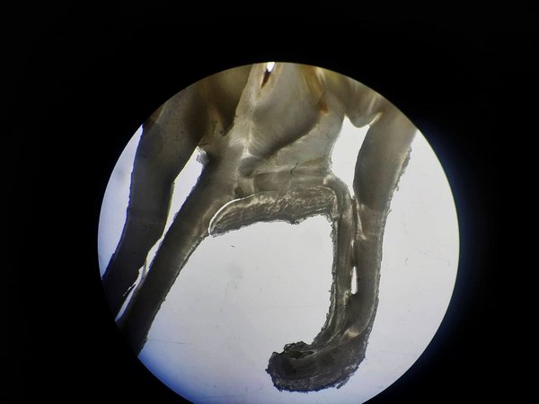 Mikroskopaufnahme von einem Zahnschliff