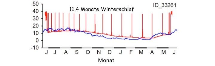 rot: Körpertemperatur, blau: Umgebungstemperatur (in der Erde), ID: Tiernummer