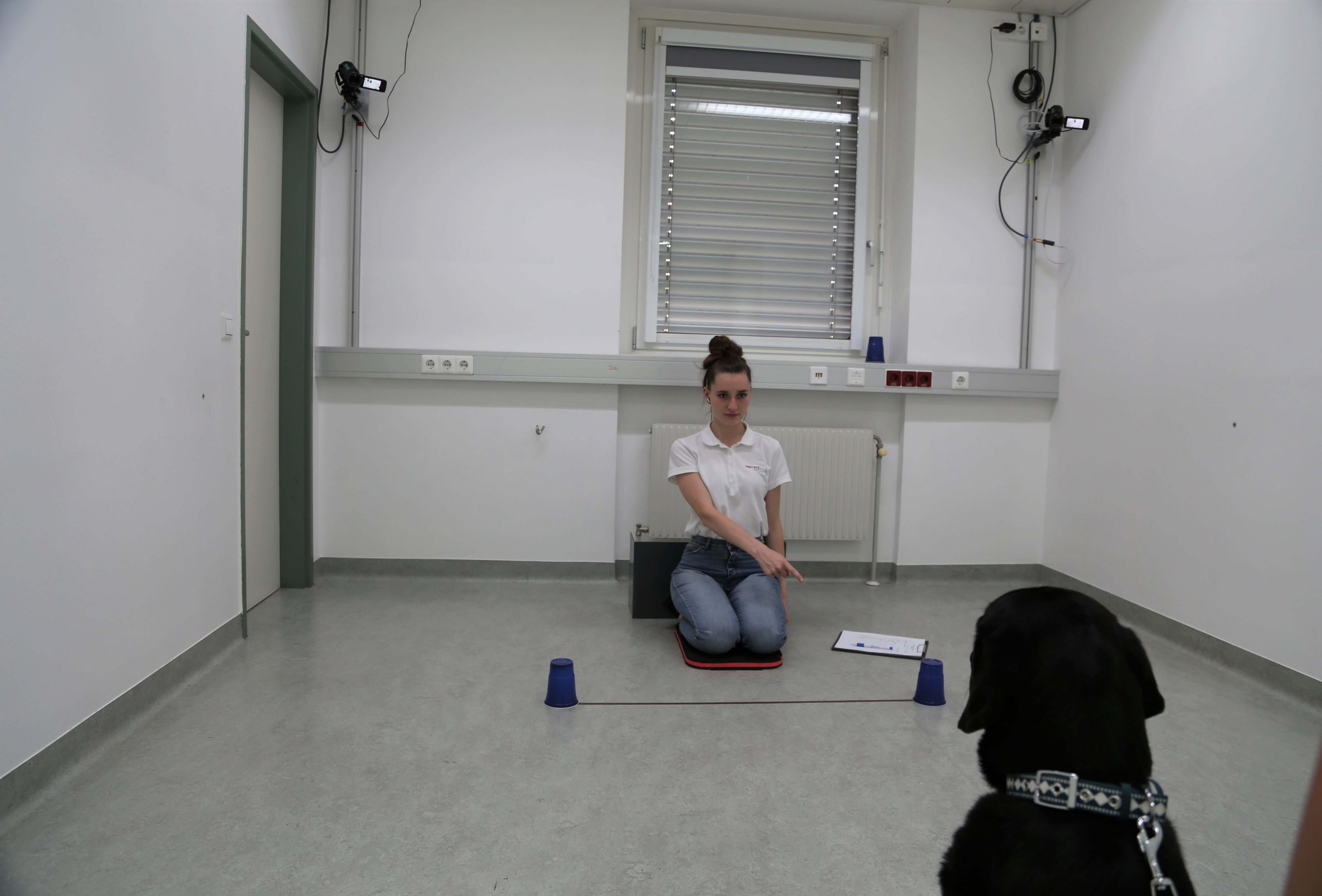 In the foreground of the picture there is a dog watching a person in the background pointing at one of two cups standing on the ground