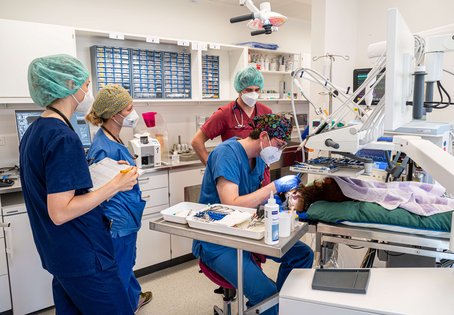 In der Universitätsklinik für Kleintiere werden auch Zahnbehandlungen bei Hunden, Katzen und Nagetieren durchgeführt. Foto: Michael Bernkopf/Vetmeduni