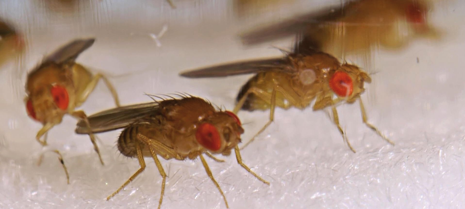 Drosophila/Fruchtfliegen, Foto: Markus Riedl/Vetmeduni