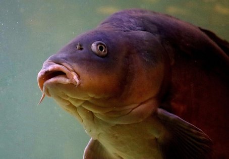 Großaufnahme Karpfen