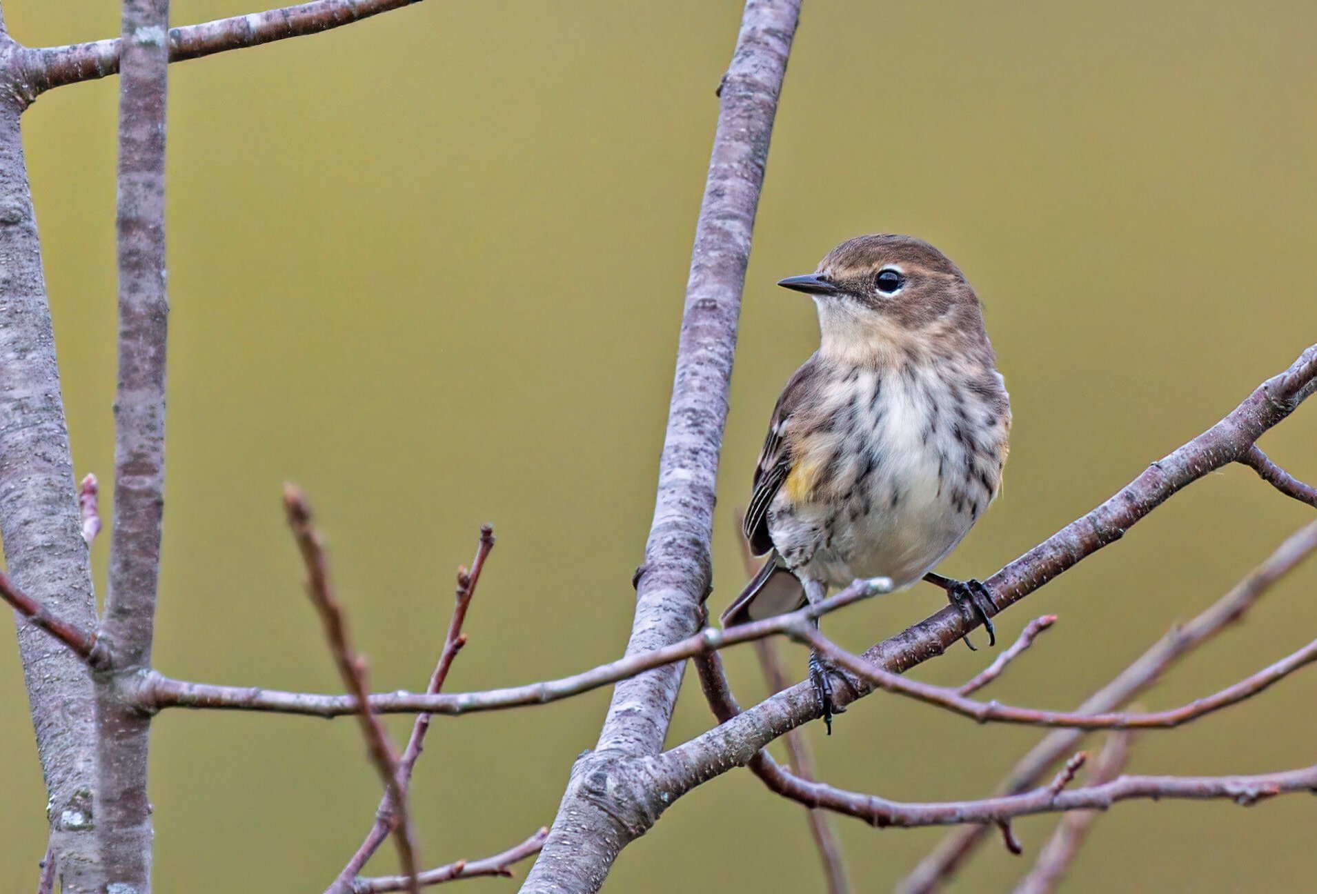 Yellow-rumped_warbler_Photo_Larry_Hubble_CC BY-NC-ND 2.0