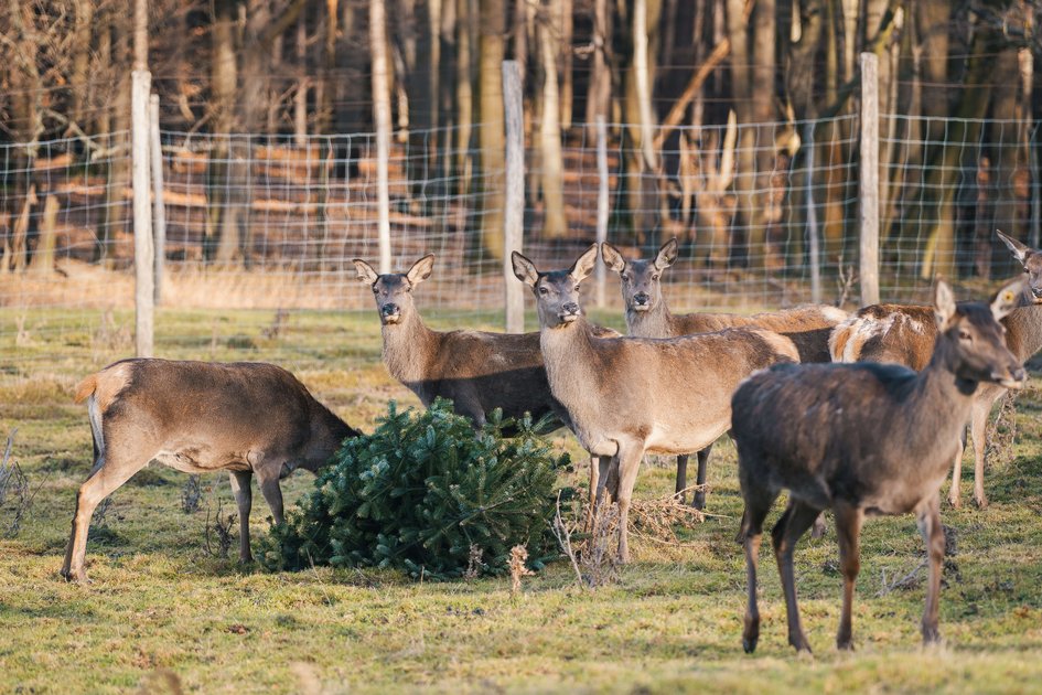 Übergabe der Bäume vom Weihnachtsmarkt Schloss Schönbrunn an das Forschungsinstitut für Wildtierkunde und Ökologie (FIWI) der Vetmeduni Übergabe der Bäume vom Weihnachtsmarkt Schloss Schönbrunn an das Forschungsinstitut für Wildtierkunde und Ökologie (FIWI) der Vetmeduni