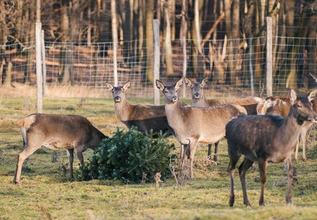 Hirschkühe mit Nadelbäumen