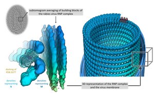 Figure from our latest publication in Scientific Reports, "CryoEM structure of rabies virus RNP" (click photo to link to manuscript)