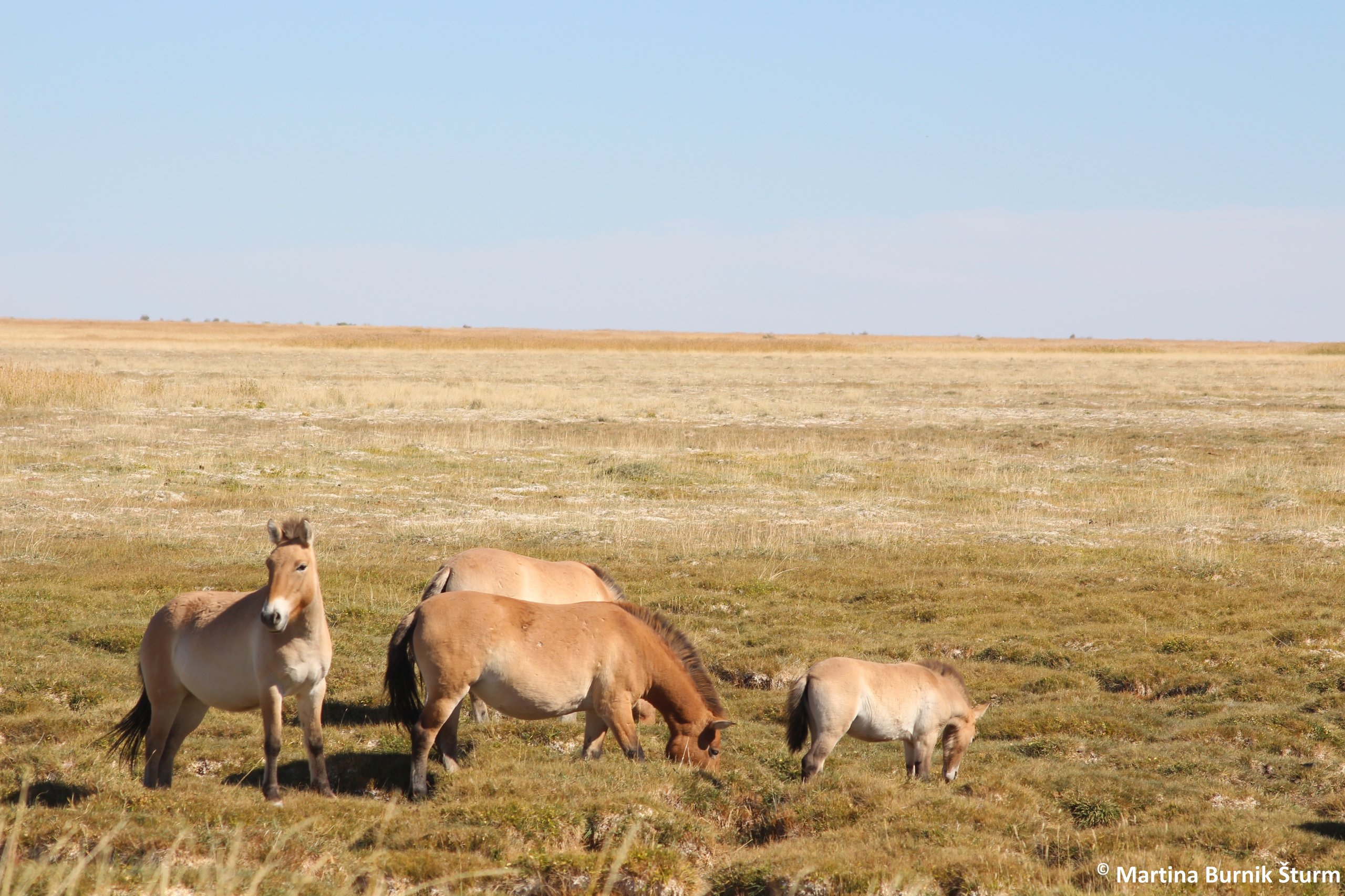 Photo of the Takhi Us watering hole