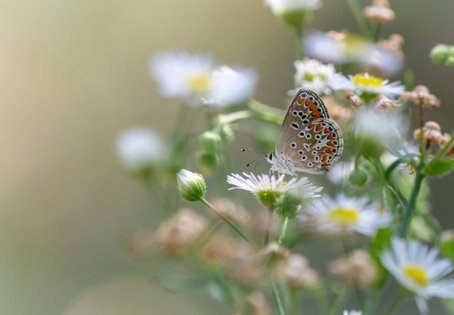 Bläuling (Lycaenidae)