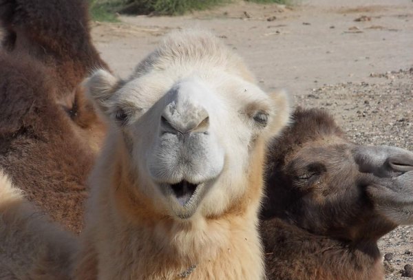 Domestic camels / Hauskamele - Photo Pamela Burger