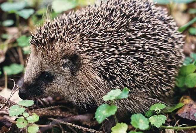 Igel auf Waldboden Foto pixabay