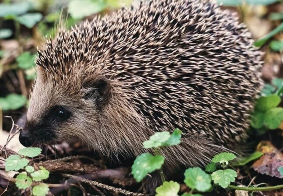 Igel auf Waldboden Foto pixabay