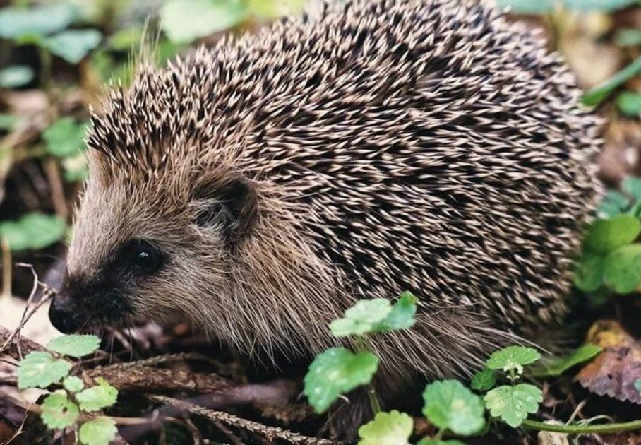 Igel auf Waldboden Foto pixabay