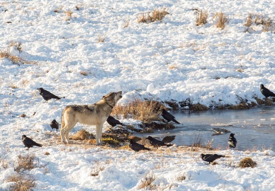 Wolves at Blacktail Pond