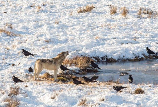 Wolves at Blacktail Pond