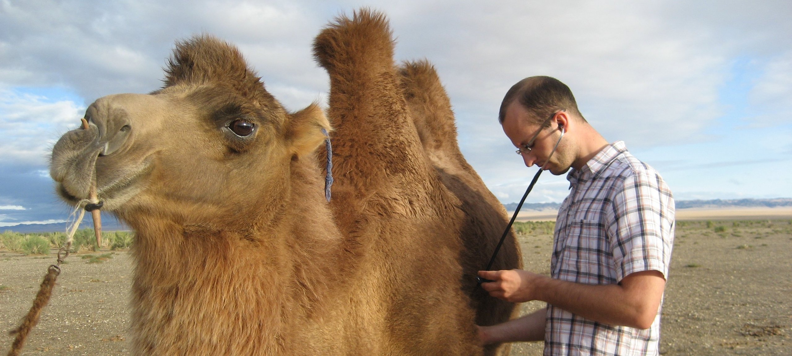 Photo of a veterinarian with a house camel