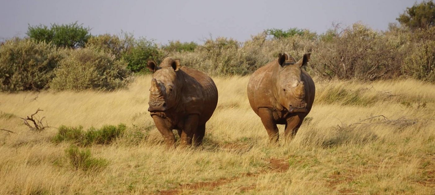 Zwei Nashörner in der Afrikanischen Steppe/two rhinos in the African steppe