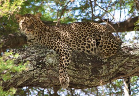 African leopard in a tree