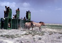 Photo of wild horse release