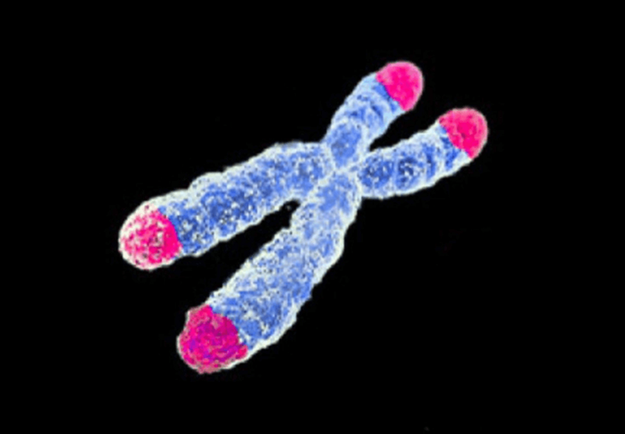 Telomere auf einem Chromosom