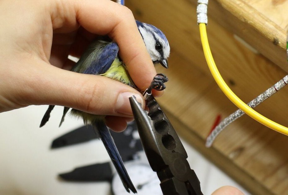 Foto: Christoph Roland Beringung einer Blaumeise mit Aluminiumring für die Bestandsüberwachung heimischer Wildvogelarten