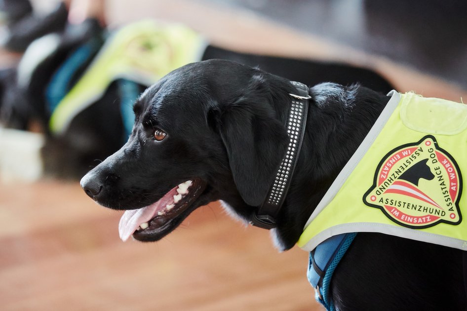 Blindenführhunde, Signalhunde und Servicehunde unterstützen Menschen mit Behinderung im Alltag. Foto © Ernst Hammerschmid/Vetmeduni Vienna