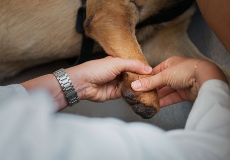 Foto: Thomas Suchanek/Vetmeduni