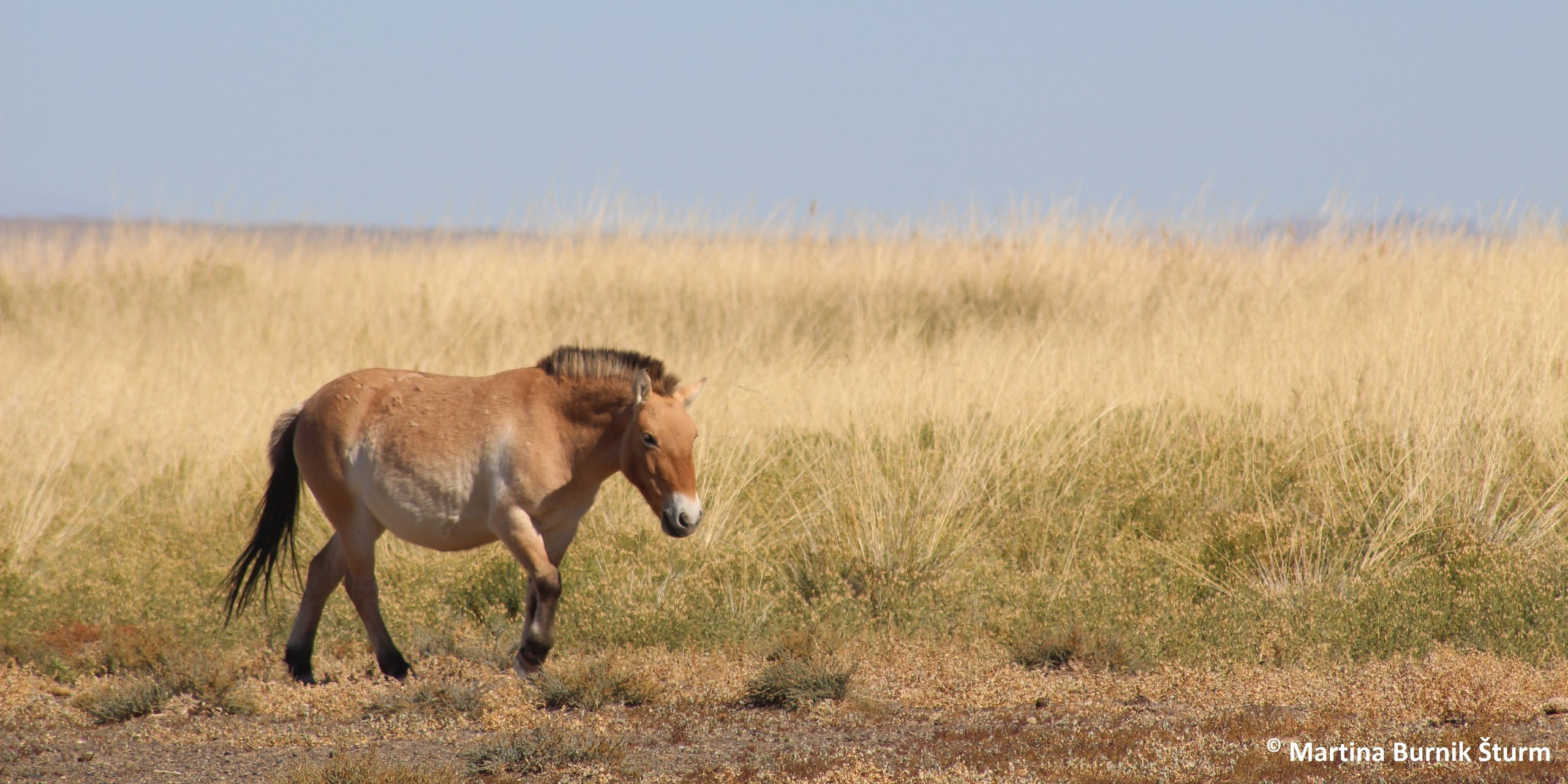 Photo of Przewalski´s horses in a Achnatherum splendens pasture