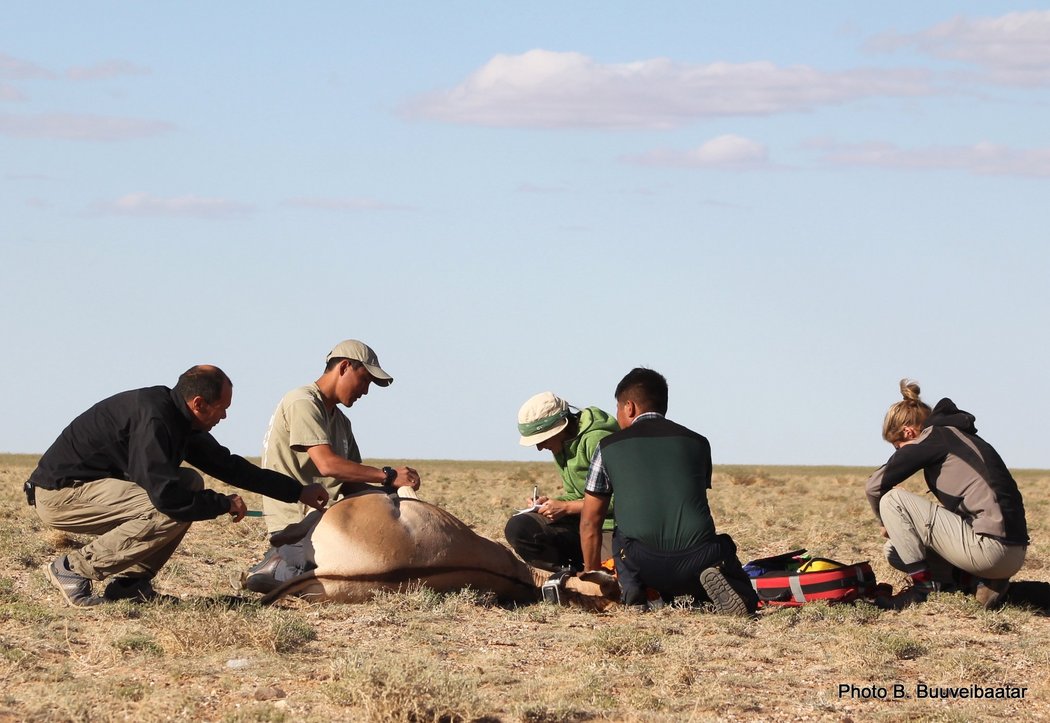 Photo of khulan being collared 2