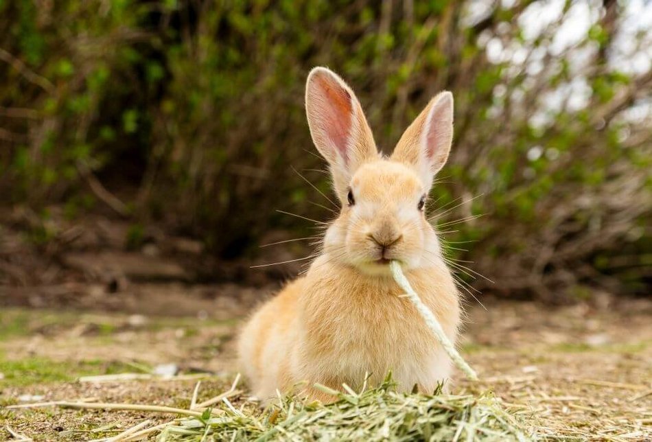 Rabbit
