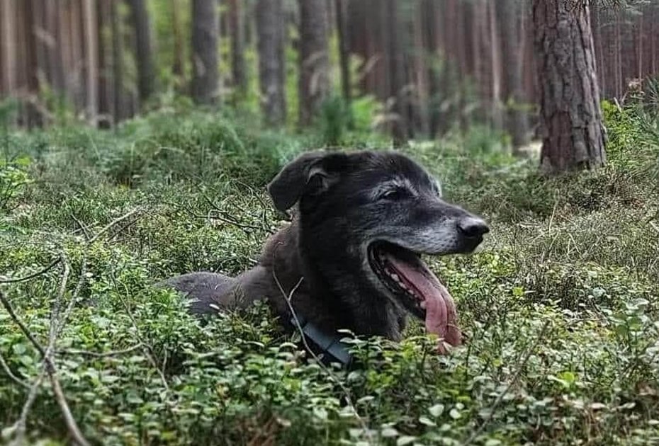 Älterer Hund beim Training