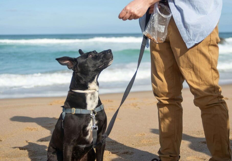 Hund an der Leine neben einem Menschen