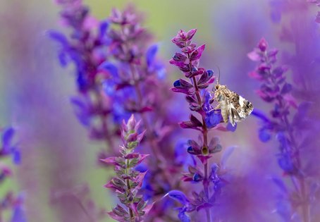 Ackerwinden-Trauereule (yta luctuosa)