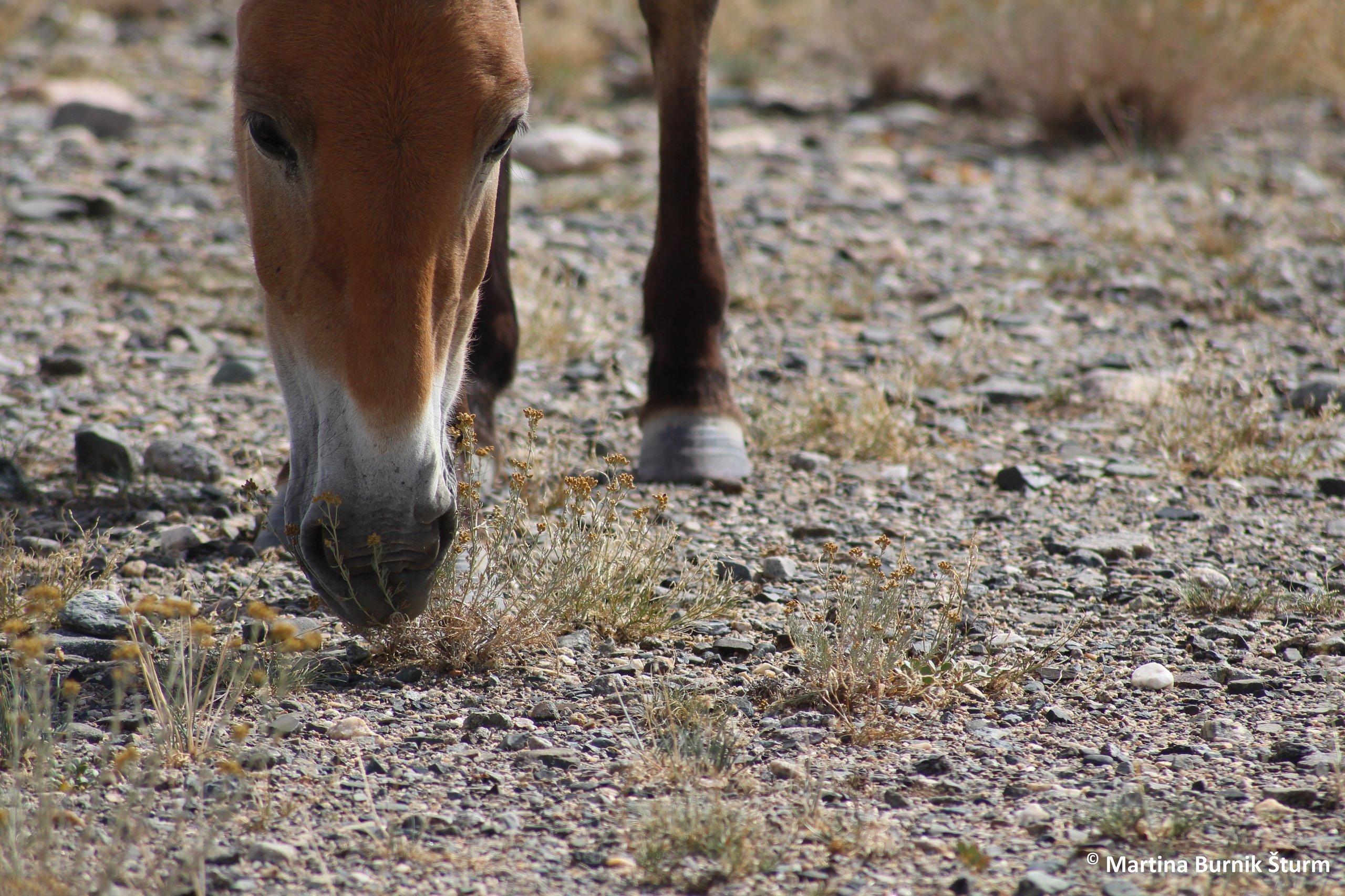 Photo of Przewalski´s horse feeding on Ajania fruticulosa