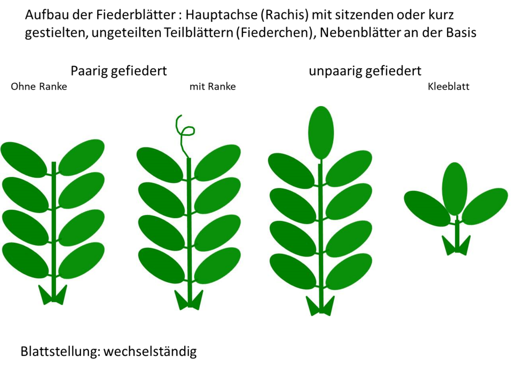 Vetmeduni Schmetterlingsbl tler vetmeduni-schmetterlingsbl-tler