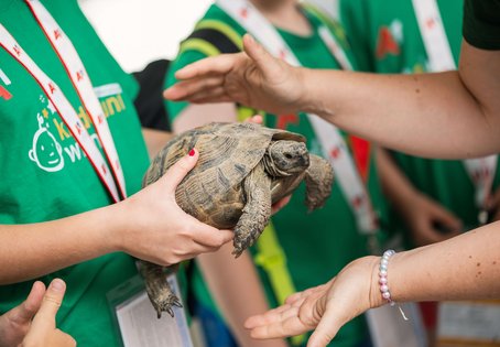 Schildkröte in der Hand von Kindern