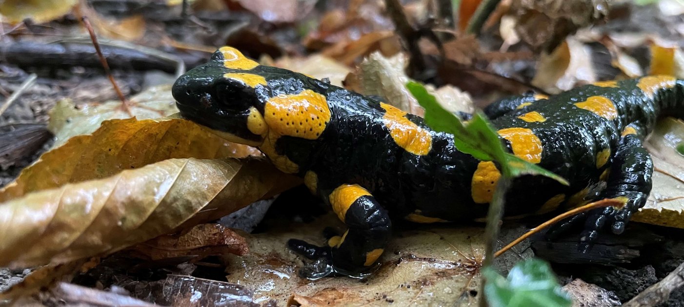 Feuersalamander im Laub