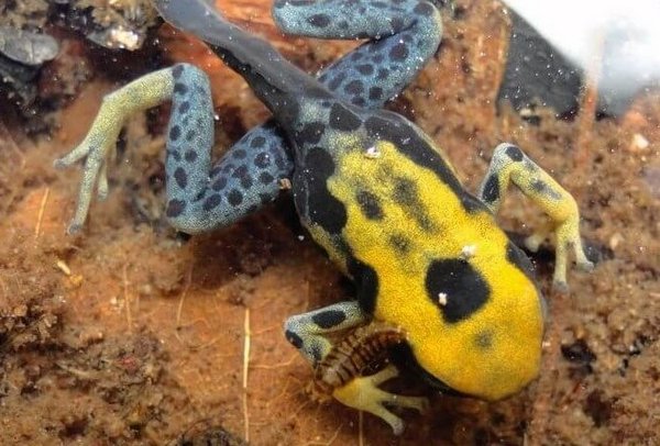 yellow frog