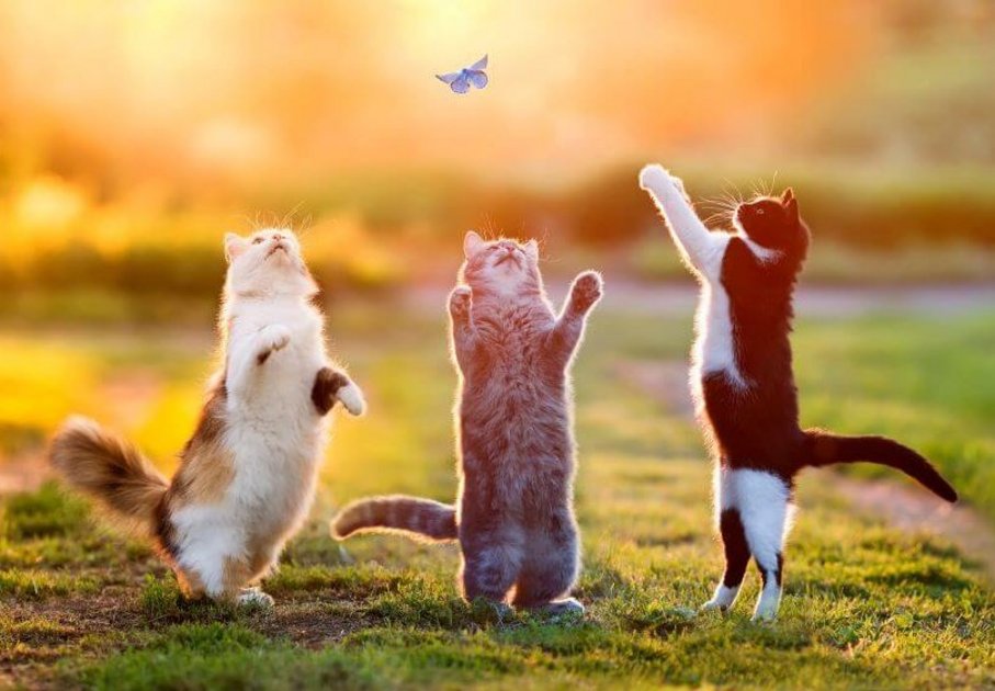 3 Katzen fangen einen Schmetterling