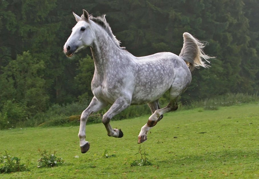 galoppierendes Pferd auf Weide (Schimmel)