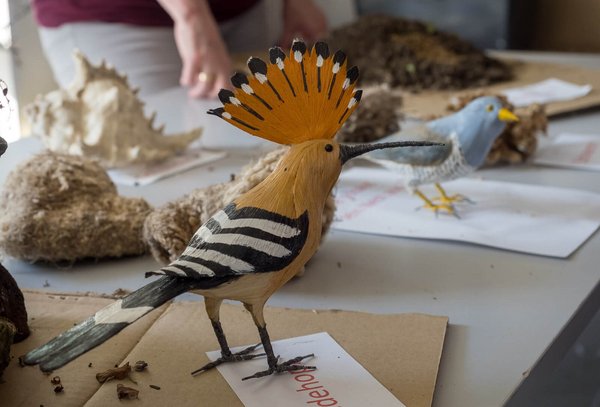 Hoopoe model