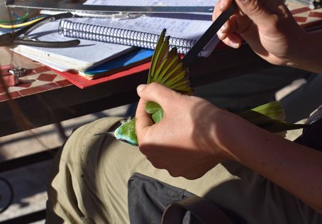 Kurze Pause: Nach der anstrengenden Saharaquerung sind europäische Zugvögel in Merzouga gut zu beobachten (im Bild ein Blauwangenspint). Wer ihre Fitness messen möchte, hält die Tiere besser nicht lange damit auf. Foto: Ivan Maggini/Vetmeduni 