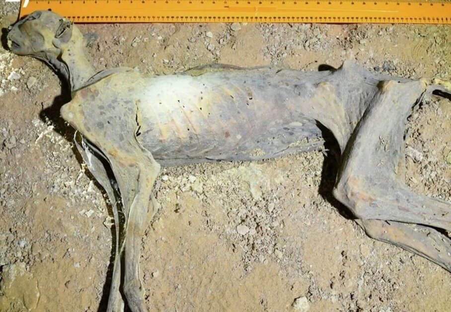 ein mumifizierter Gepard