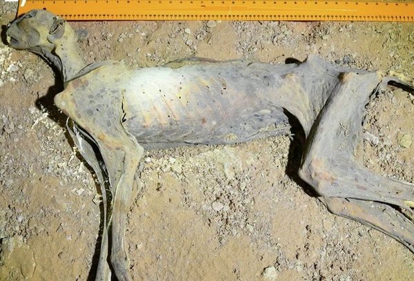 ein mumifizierter Gepard