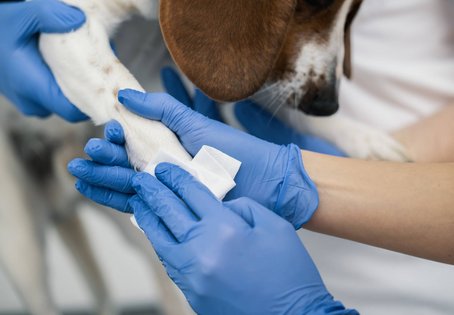 er Beagle Columbus wurde an der Pfote gebissen. Die Wunde wurde gereinigt und versorgt. Foto: Thomas Suchanek/Vetmeduni