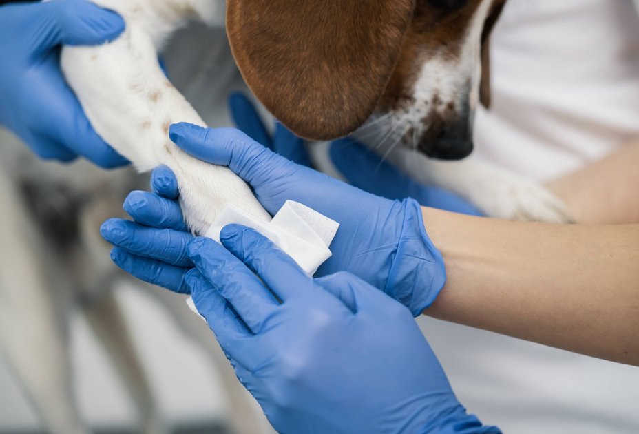 er Beagle Columbus wurde an der Pfote gebissen. Die Wunde wurde gereinigt und versorgt. Foto: Thomas Suchanek/Vetmeduni